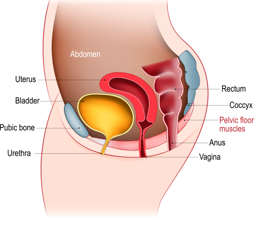 Illustration showing the pelvic organs of a woman supported by pelvic floor muscles.